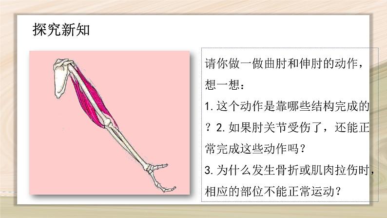 5.2.1 动物的运动-2024-2025学年生物八年级上册同步备课高效课件第7页