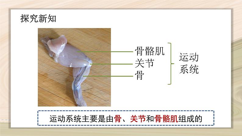5.2.1 动物的运动-2024-2025学年生物八年级上册同步备课高效课件第8页