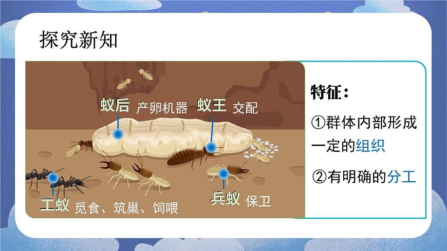 5.2.3 社會行為-2024-2025學年生物八年級上冊同步備課高效課件第7頁