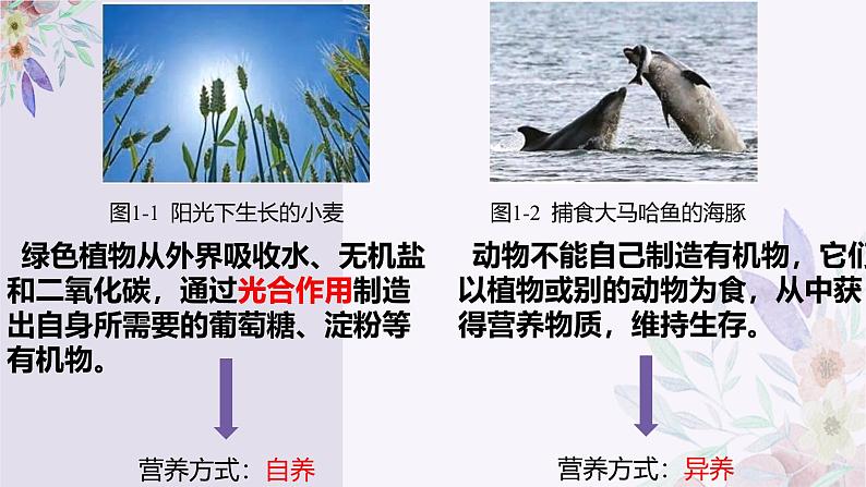 1.1.2生物的特征 教学课件 人教版生物七年级上05