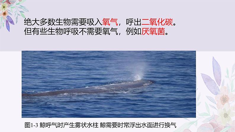 1.1.2生物的特征 教学课件 人教版生物七年级上07