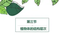 1.3.3植物体的结构层次 教学课件 人教版生物七年级上册