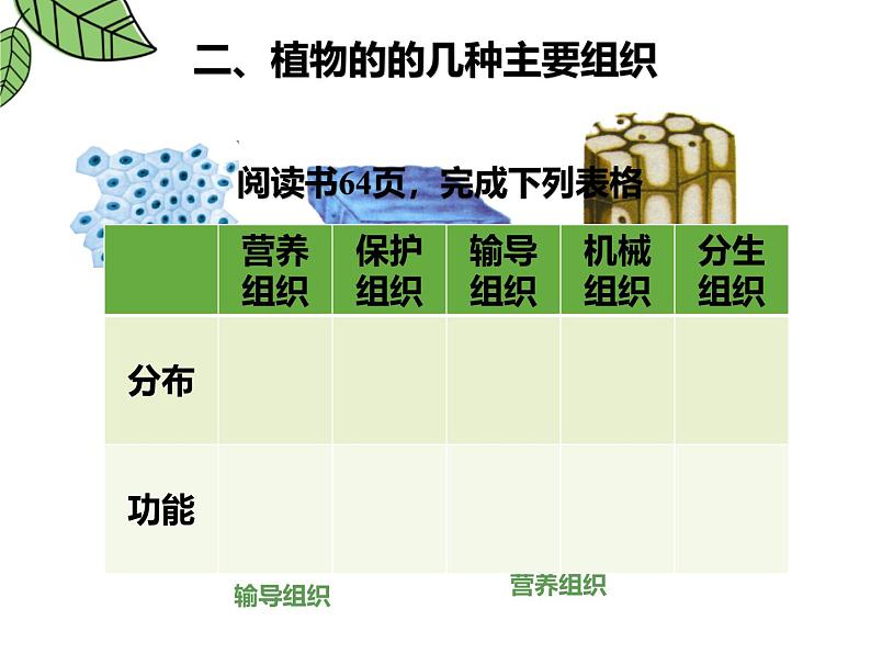1.3.3植物体的结构层次 教学课件 人教版生物七年级上册08