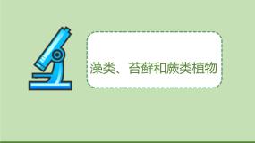 人教版 (新课标)七年级上册第一节 藻类、苔藓和蕨类植物教学课件ppt