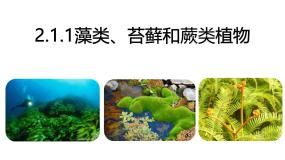 初中人教版 (新课标)第三单元 生物圈中的绿色植物第一章 生物圈中有哪些绿色植物第一节 藻类、苔藓和蕨类植物教案配套ppt课件