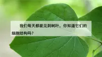 初中生物人教版(2024)七年级上册第二节 植物细胞教案配套课件ppt