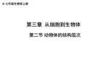 初中生物人教版（2024）七年级上册第二节 动物体的结构层次课文ppt课件