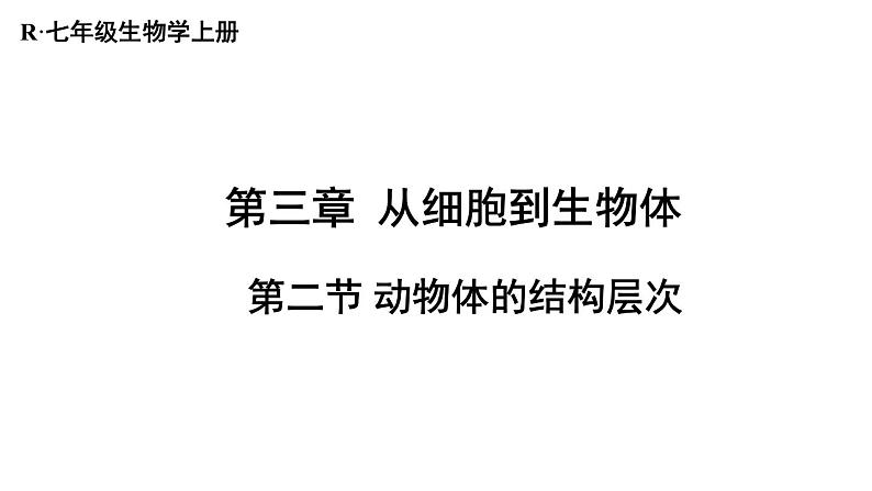 1.3.2 动物体的结构层次 课件-2024-2025学年人教版生物七年级上册01
