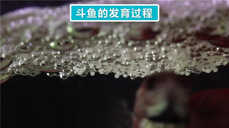 1.3.2 动物体的结构层次 课件-2024-2025学年人教版生物七年级上册02