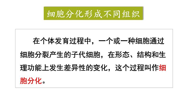1.3.2 动物体的结构层次 课件-2024-2025学年人教版生物七年级上册05