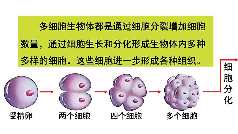 1.3.2 动物体的结构层次 课件-2024-2025学年人教版生物七年级上册08