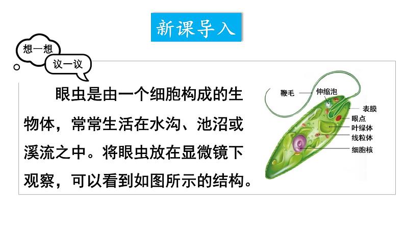 1.3.4 单细胞生物 课件-2024-2025学年人教版生物七年级上册03