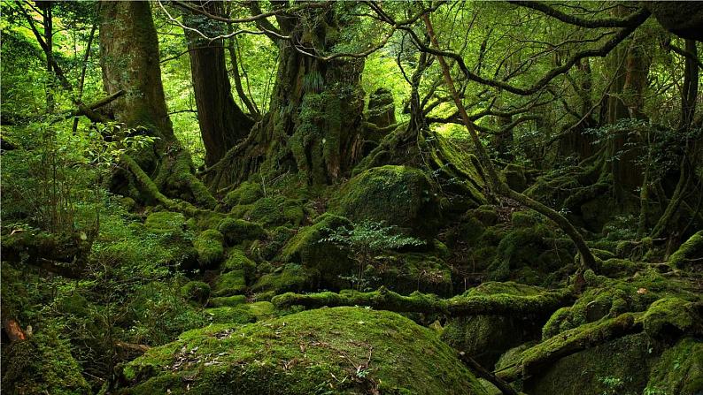 第一节 藻类、苔藓和蕨类第6页