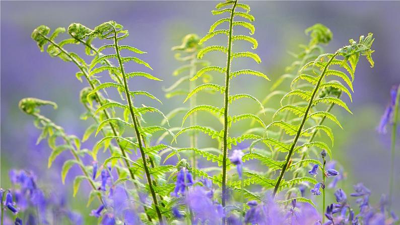 第一节 藻类、苔藓和蕨类第8页