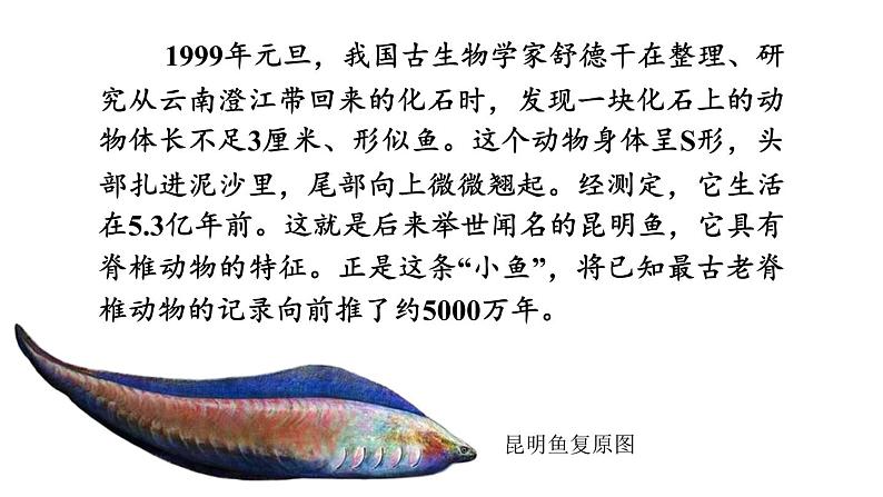 2.2.1 无脊椎动物 课件-2024-2025学年人教版生物七年级上册01
