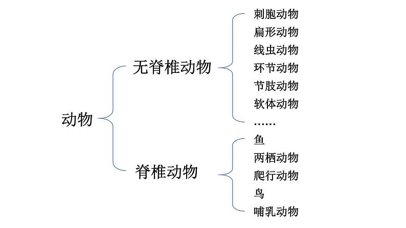 2.2.1 无脊椎动物 课件-2024-2025学年人教版生物七年级上册02