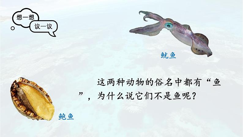 2.2.1 无脊椎动物 课件-2024-2025学年人教版生物七年级上册04