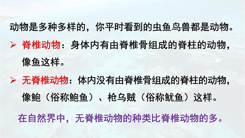 2.2.1 无脊椎动物 课件-2024-2025学年人教版生物七年级上册05