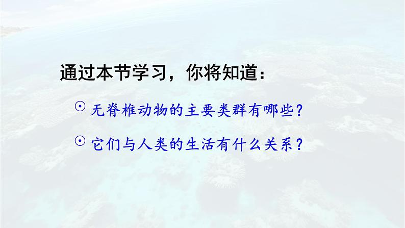 2.2.1 无脊椎动物 课件-2024-2025学年人教版生物七年级上册06