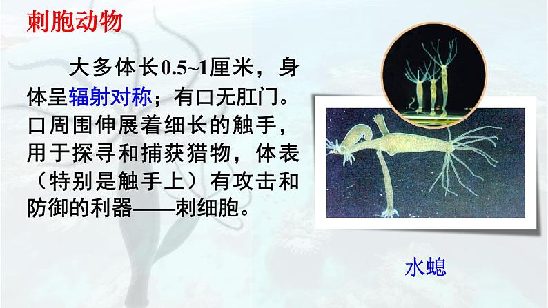 2.2.1 无脊椎动物 课件-2024-2025学年人教版生物七年级上册08