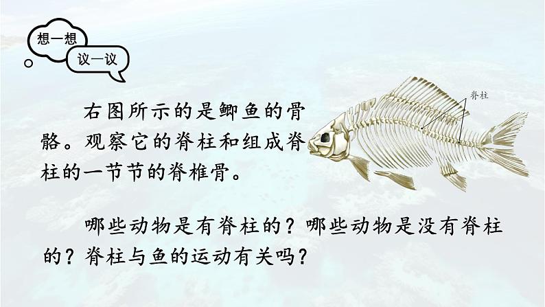 2.2.2 脊椎动物 一 鱼 课件-2024-2025学年人教版生物七年级上册03