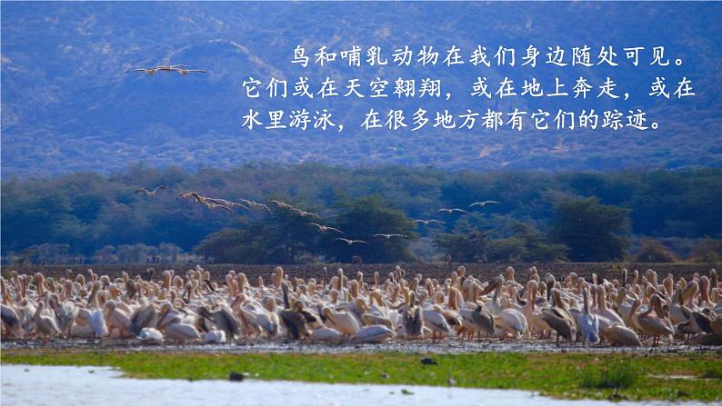 2.2.2 脊椎动物 三 鸟和哺乳动物 课件-2024-2025学年人教版生物七年级上册03