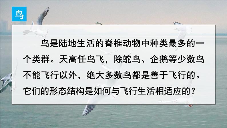 2.2.2 脊椎动物 三 鸟和哺乳动物 课件-2024-2025学年人教版生物七年级上册05