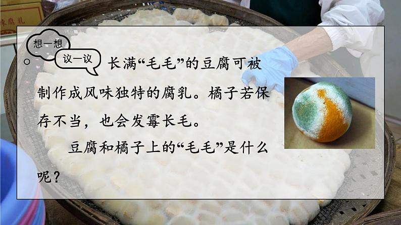 2.3.3 真菌 课件-2024-2025学年人教版生物七年级上册02