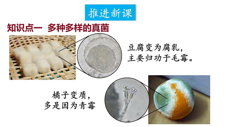 2.3.3 真菌 课件-2024-2025学年人教版生物七年级上册04