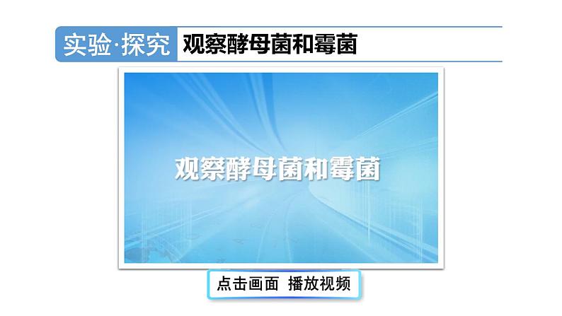 2.3.3 真菌 课件-2024-2025学年人教版生物七年级上册07