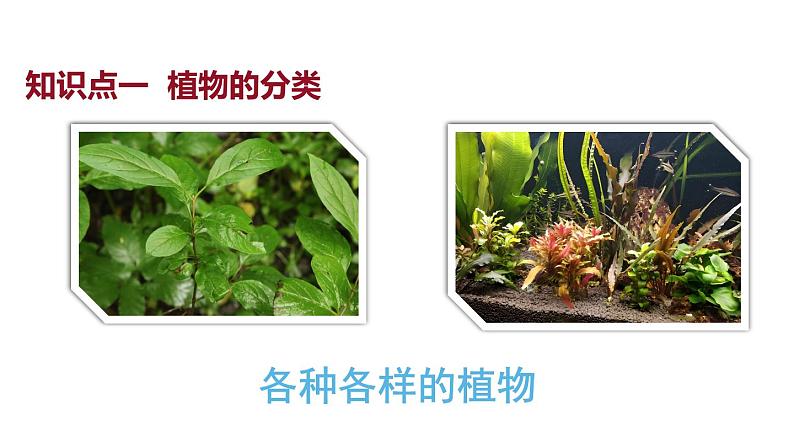 2.4.1 尝试对生物进行分类 课件-2024-2025学年人教版生物七年级上册08