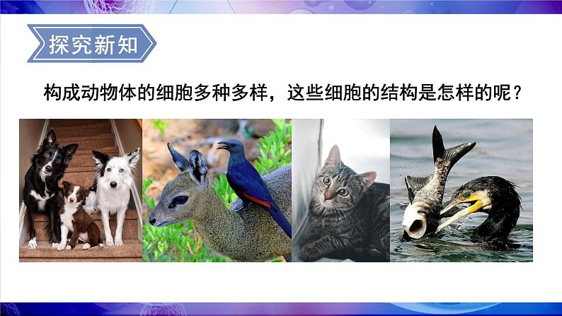 2.2.1 细胞的基本结构和功能 第2课时 动物细胞的结构和功能 课件--2024-2025学年北师大版生物七年级上册03