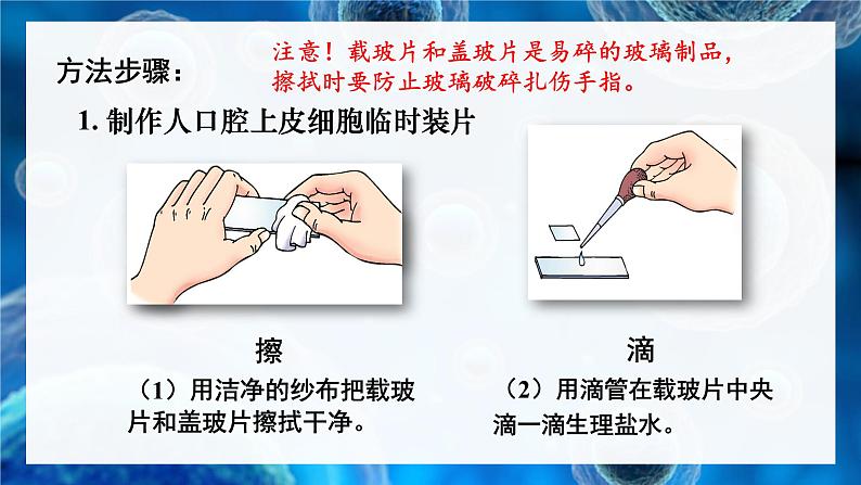 2.2.1 细胞的基本结构和功能 第2课时 动物细胞的结构和功能 课件--2024-2025学年北师大版生物七年级上册05