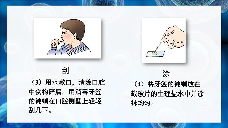 2.2.1 细胞的基本结构和功能 第2课时 动物细胞的结构和功能 课件--2024-2025学年北师大版生物七年级上册06