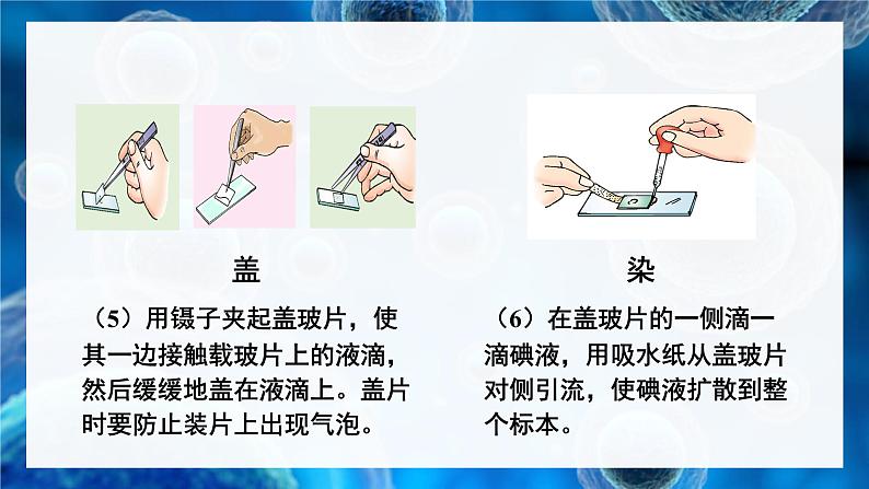 2.2.1 细胞的基本结构和功能 第2课时 动物细胞的结构和功能 课件--2024-2025学年北师大版生物七年级上册07