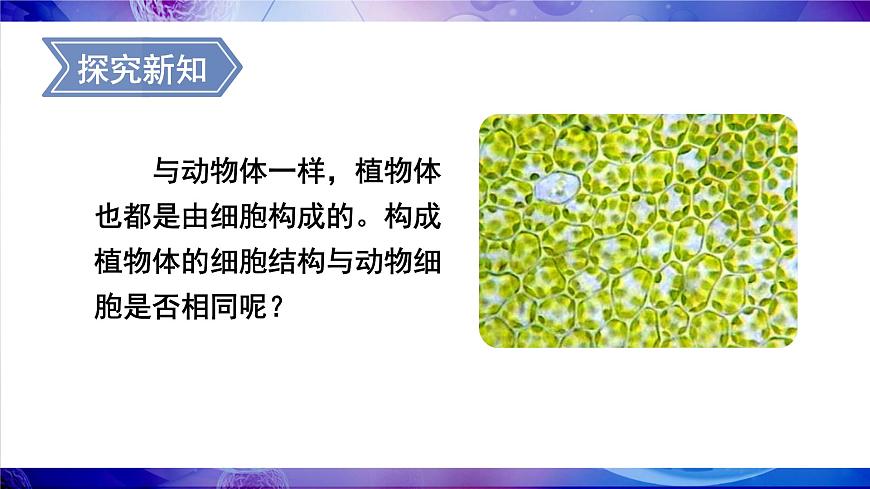 第3課時 植物細胞的結構和功能第3頁