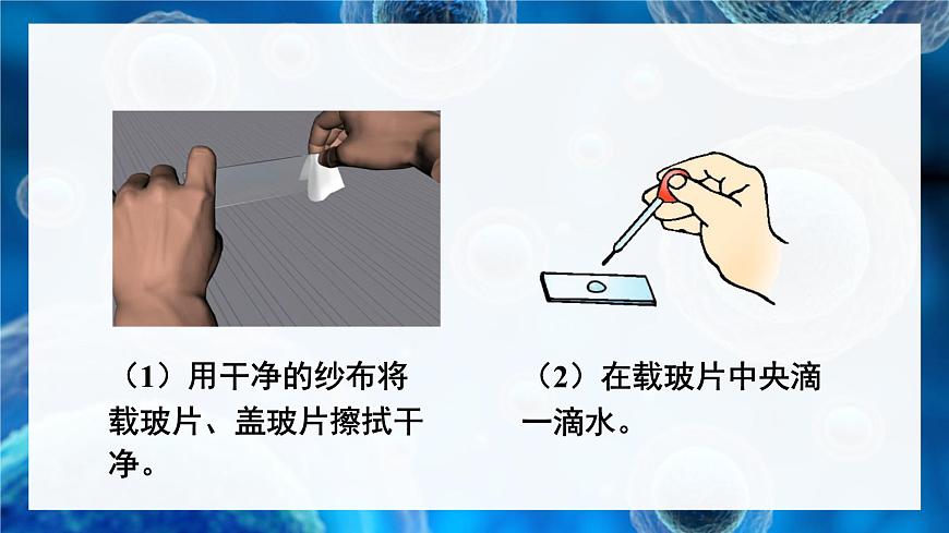 第3課時 植物細胞的結構和功能第6頁
