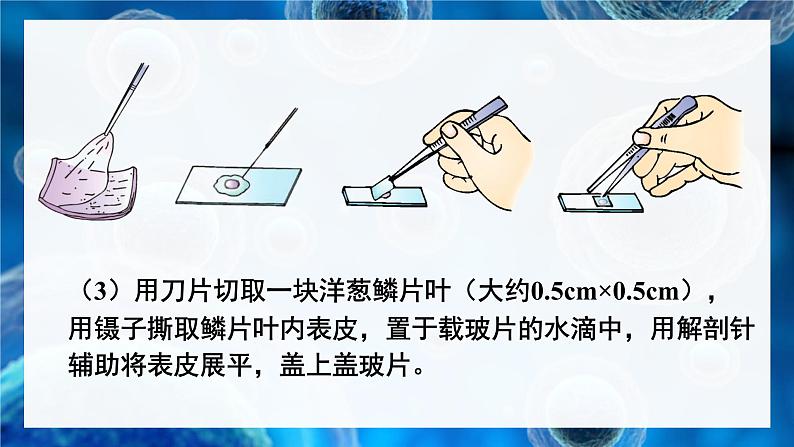 第3课时 植物细胞的结构和功能第7页
