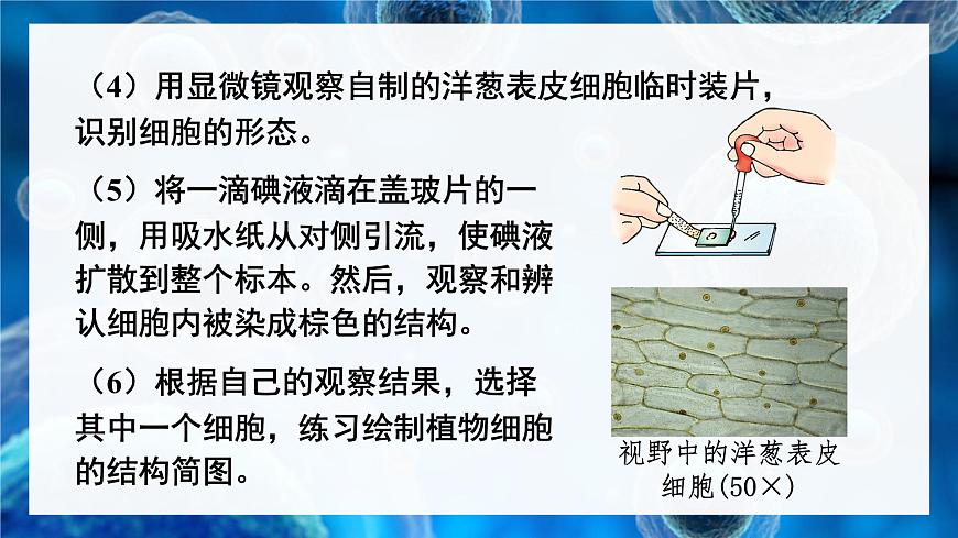 第3課時 植物細胞的結構和功能第8頁