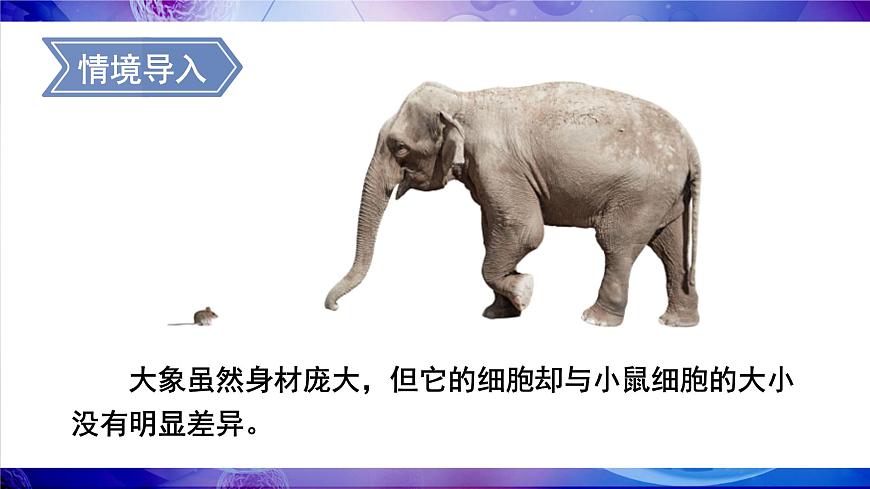 第1節(jié) 細胞通過分裂而增殖第4頁