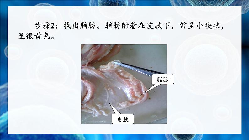 2.3.3 生物体的器官、系统 课件--2024-2025学年北师大版生物七年级上册07