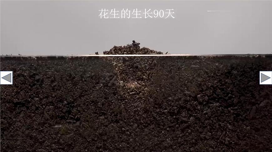 第1節(jié) 種子萌發(fā)形成幼苗第2頁