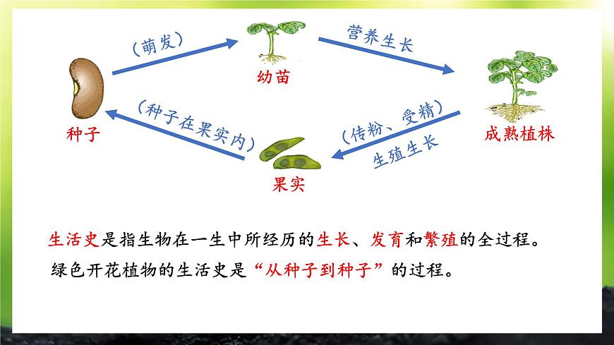 第1節(jié) 種子萌發(fā)形成幼苗第3頁