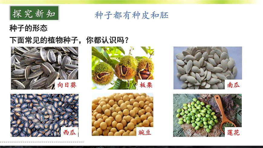 第1節(jié) 種子萌發(fā)形成幼苗第5頁