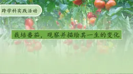 【核心素养】北师大版（2024）生物七年级上册 活动1 栽培番茄，观察并描绘其一生的变化 教学课件