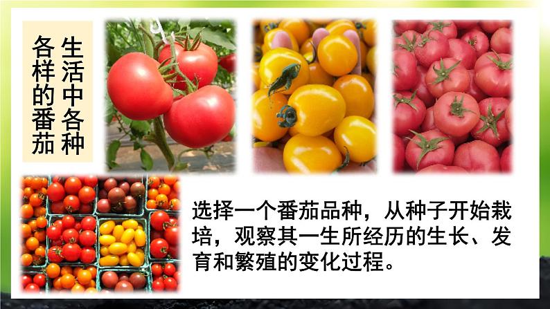 【核心素养】北师大版(2024)生物七年级上册 活动1 栽培番茄,观察并描绘其一生的变化 教学课件第3页