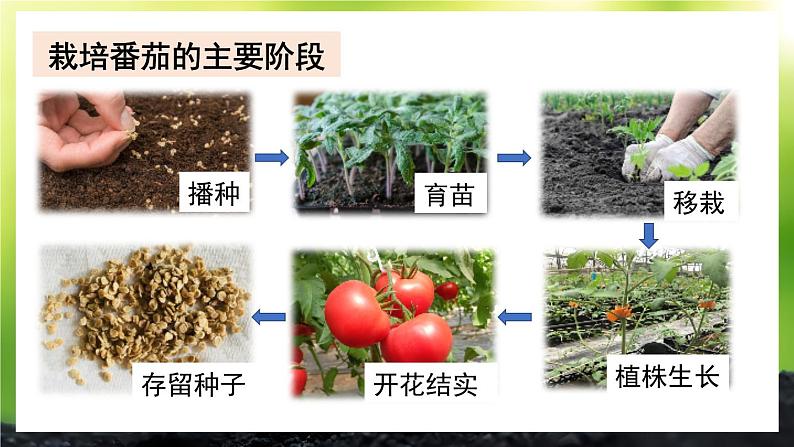 【核心素养】北师大版(2024)生物七年级上册 活动1 栽培番茄,观察并描绘其一生的变化 教学课件第8页