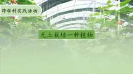 【核心素养】北师大版（2024）生物七年级上册 活动2  无土栽培一种植物 教学课件