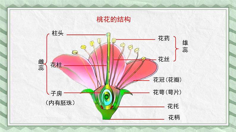 第一节花的结构课件教案08