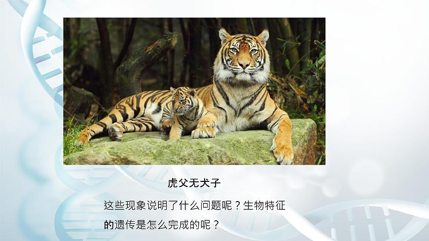 第二節(jié) 性狀的遺傳 課件第5頁